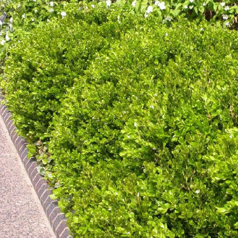 buxus-green-gem-3 Buxus Green Gem #3