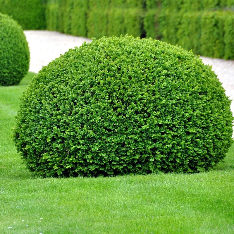 Buxus sinica var. insularis ‘RLH-BI’ ~ Emerald Knoll Boxwood