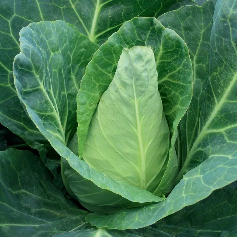 cabbage-caraflex-f1-organic-seed Cabbage Caraflex F1 Organic Seed