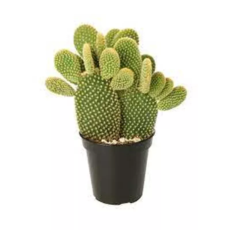 cactus-seeds-planting-guide Cactus Seeds Planting Guide