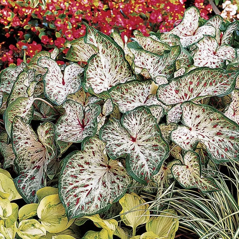 caladium-gingerland-bulbs Caladium ‘Gingerland’ Bulbs