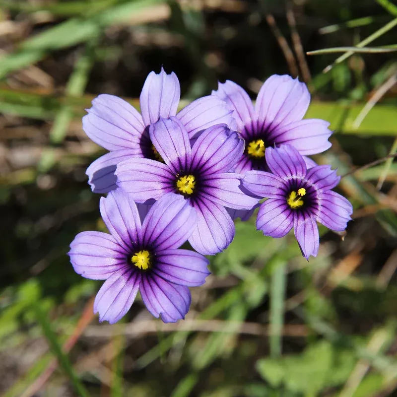 california-blue-eyed-grass California Blue-Eyed Grass