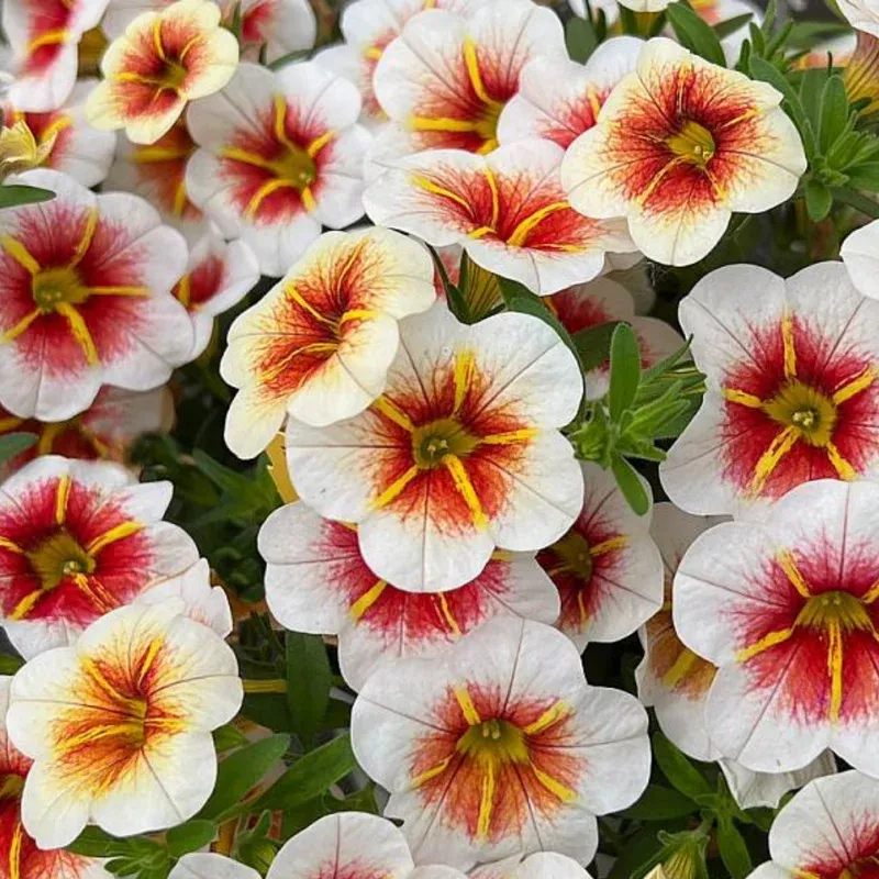 calitastic-cappuccino-calibrachoa Calitastic Cappuccino Calibrachoa