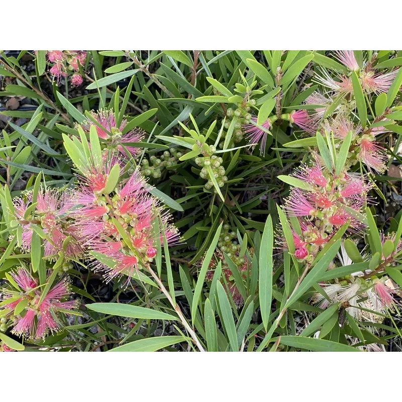 callistemon-citrinus-pink-champagne Callistemon citrinus Pink Champagne