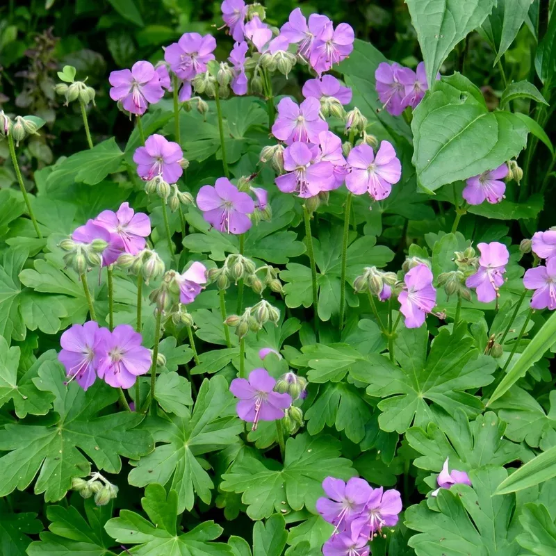 cambridge-blue-cranesbill Cambridge Blue Cranesbill