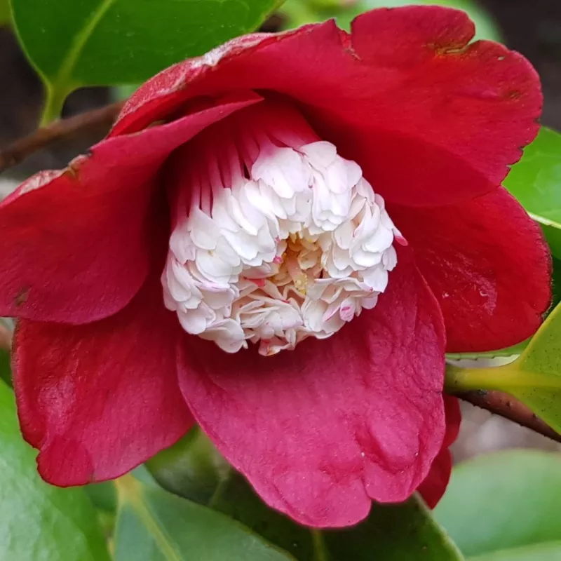 camellia-japonica-tinsie Camellia japonica Tinsie