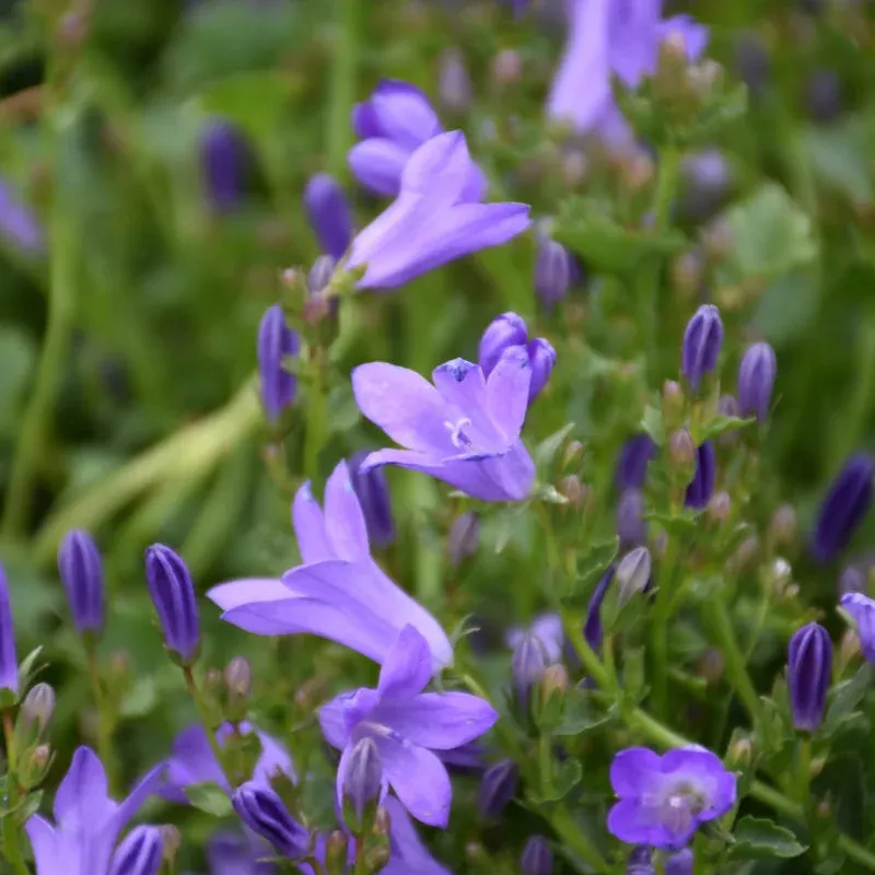 campanula-clockwise-deep-blue CAMPANULA CLOCKWISE DEEP BLUE