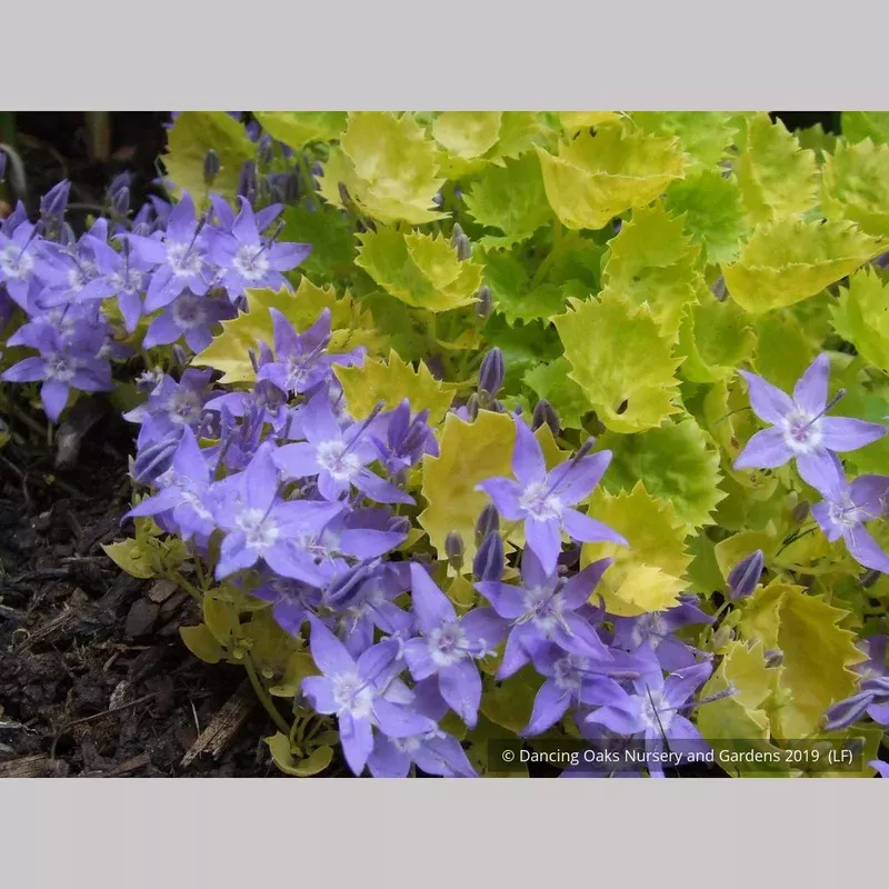 campanula-garganica-dickson-s-gold-adriatic-bellflower Campanula garganica ‘Dickson’s Gold’ Adriatic Bellflower