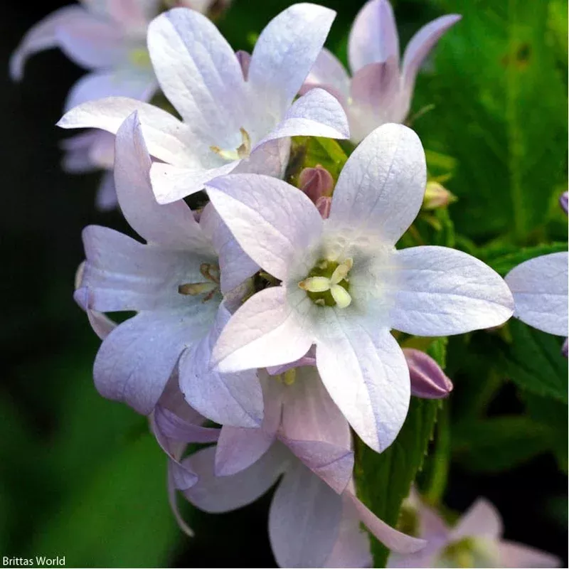campanula-lactiflora-loddon-anna-bellflower Campanula lactiflora ‘Loddon Anna’ Bellflower