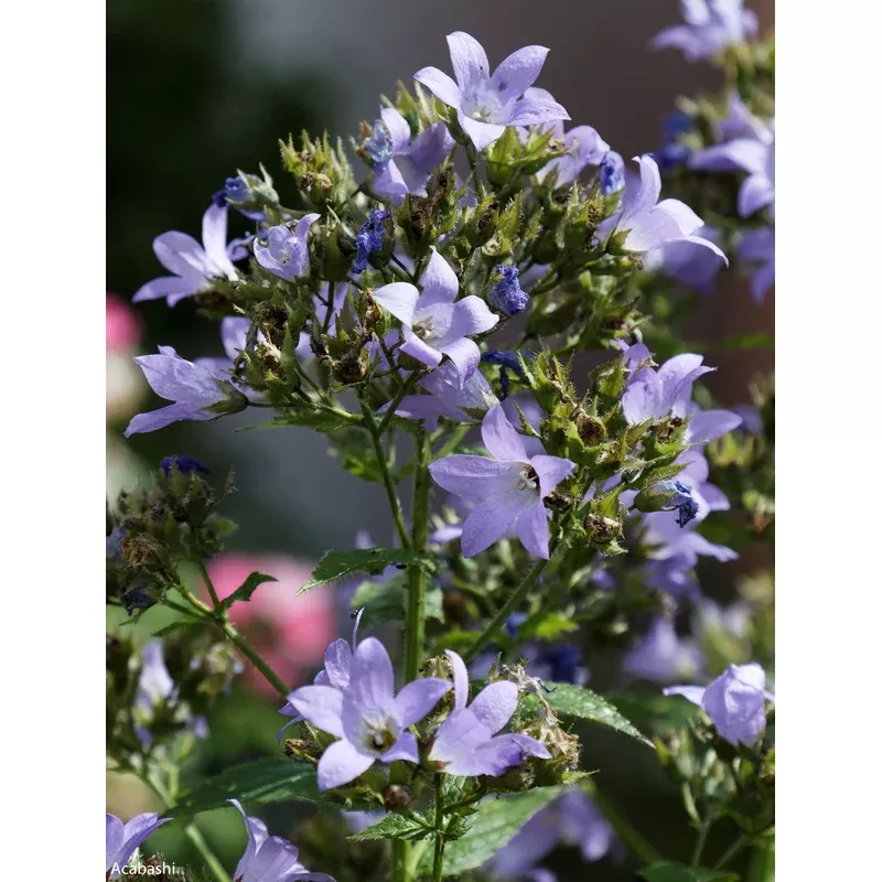 campanula-lactiflora-prichard-s-variety-bellflower Campanula lactiflora ‘Prichard’s Variety’ Bellflower