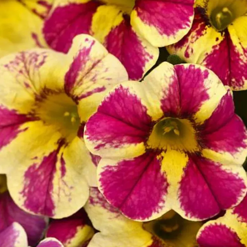 candy-bouquet-calibrachoa-candy-shop Candy Bouquet Calibrachoa Candy Shop