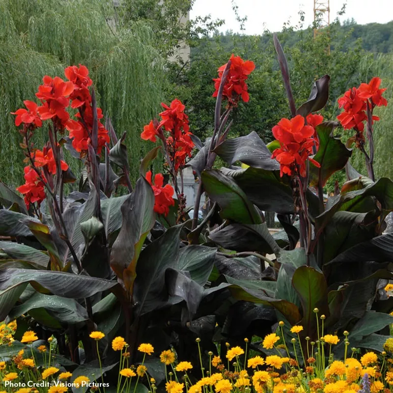 canna-giant-black-knight-canna-lily-bulbs Canna Giant ‘Black Knight’ Canna Lily Bulbs
