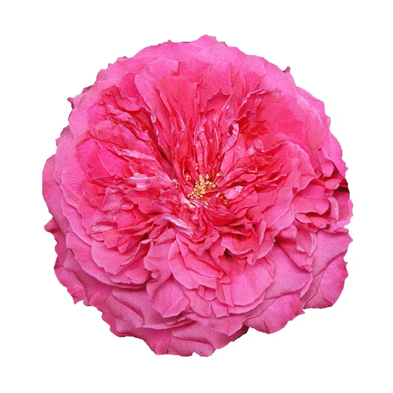 Capability- David Austin Garden Rose – 36 stems Hot Pink