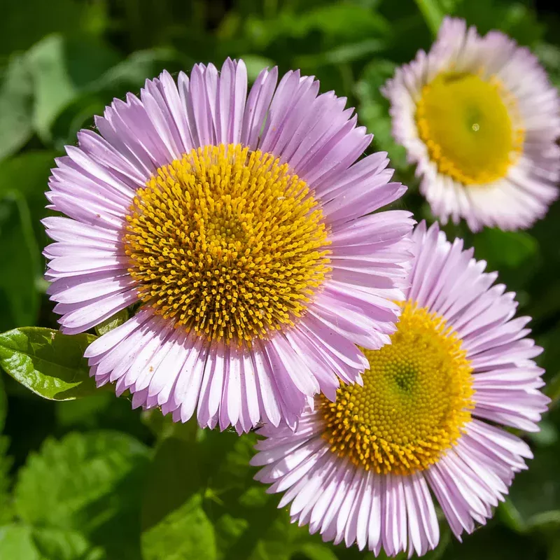 Cape Sebastian Seaside Daisy