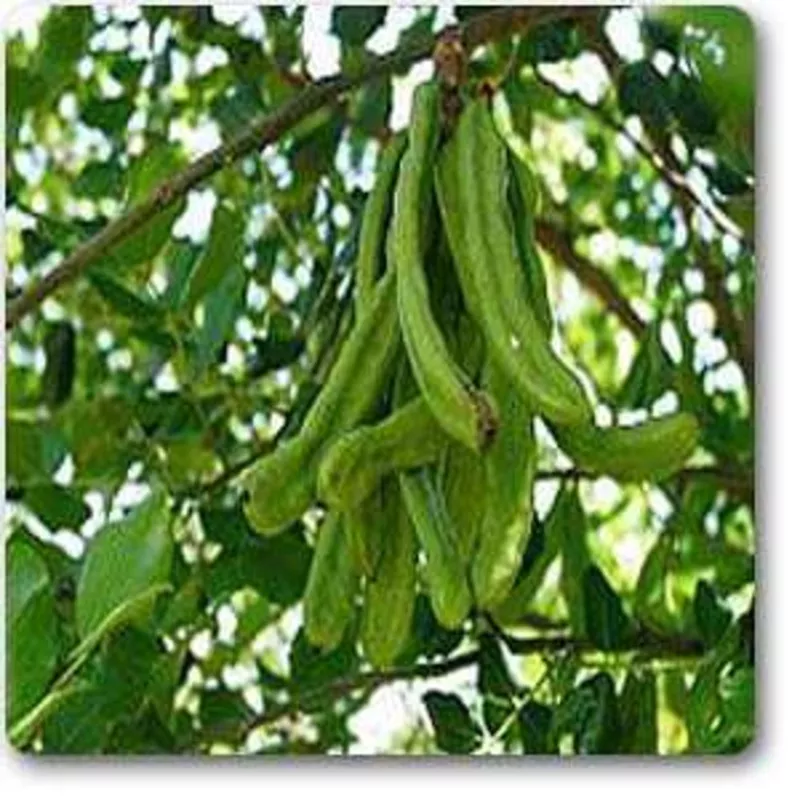 carob-plant Carob – Plant