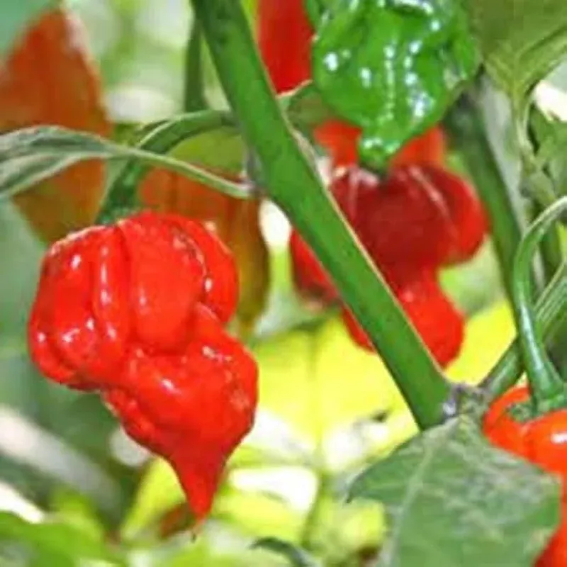 carolina-vegetable-seeds-easy-planting Carolina Vegetable Seeds for Easy Planting