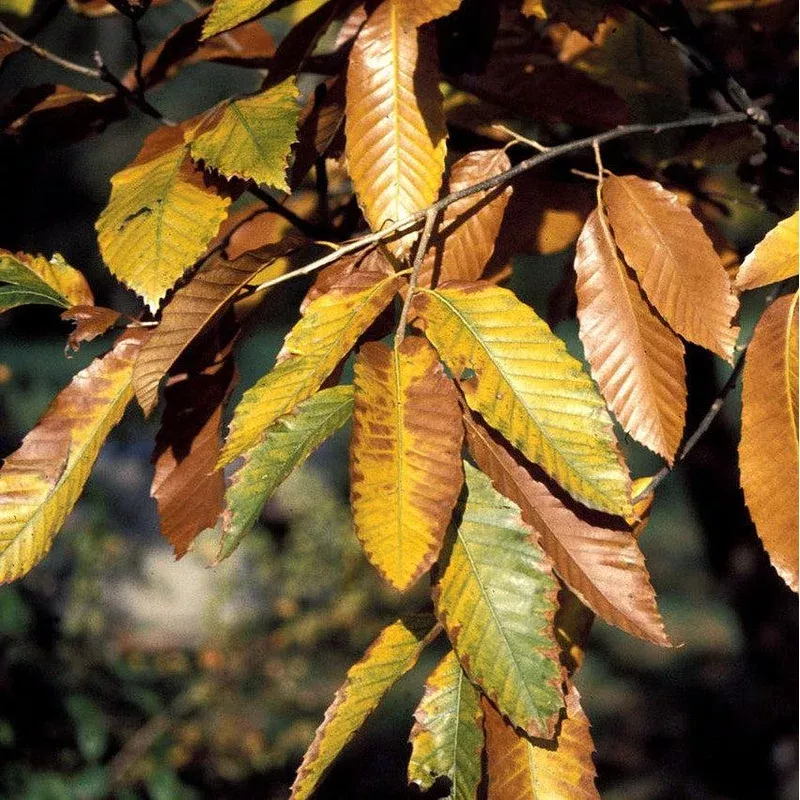 castanea-mollissima-chinese-chestnut Castanea mollissima ~ Chinese Chestnut