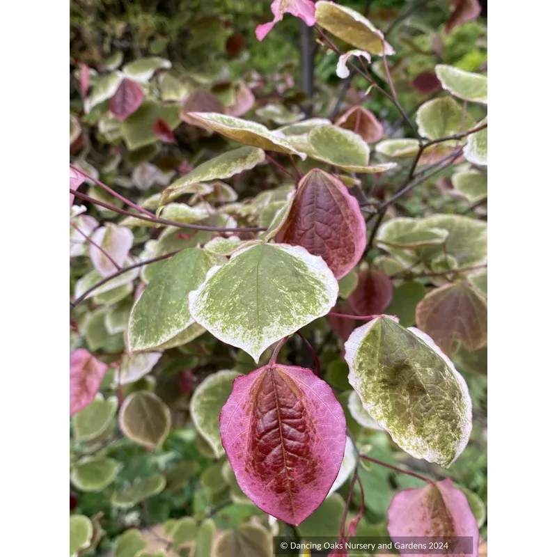 cercis-canadensis-carolina-sweetheart-nccc1-eastern-redbud Cercis canadensis Carolina Sweetheart NCCC1 Eastern Redbud