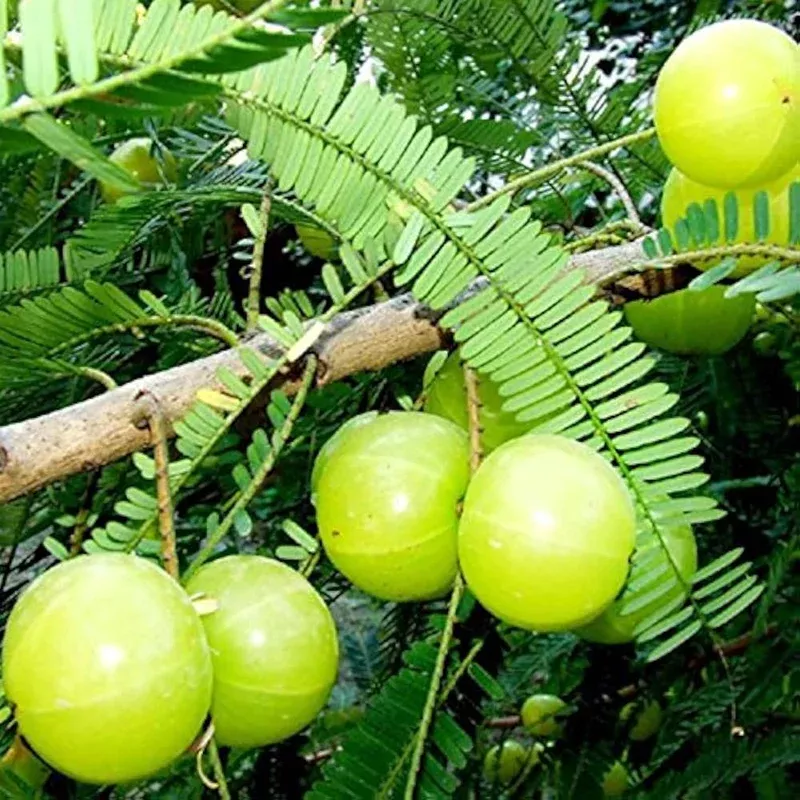 ceylon-gooseberry-phyllanthus-emblica-fruit-seeds-planting-in-garden Ceylon Gooseberry Phyllanthus emblica Fruit Seeds for Planting in Garden