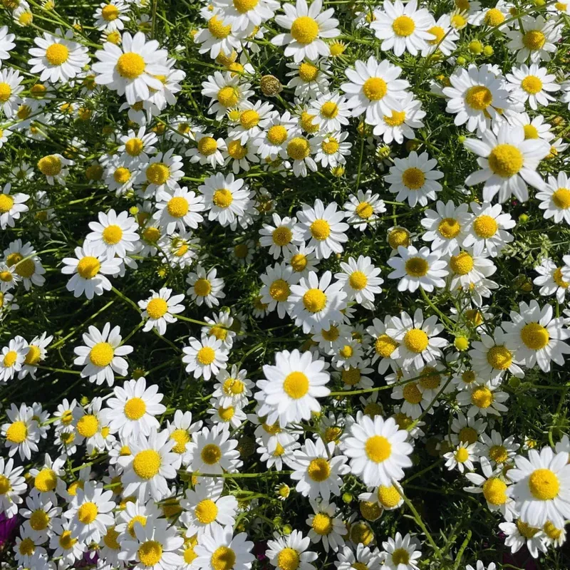 chamomile-4 Chamomile 4″