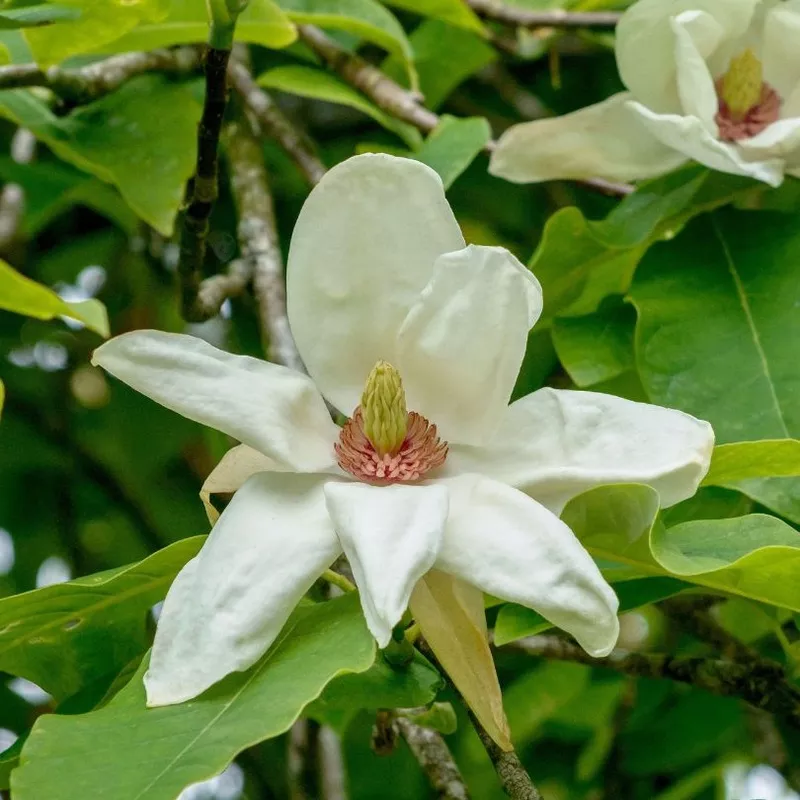 charles-coates-magnolia ‘Charles Coates’ Magnolia