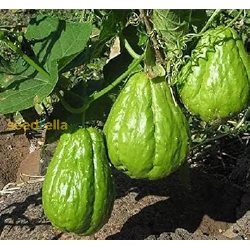 Chayote Seeds for Planting – Premium Vegetable Seeds
