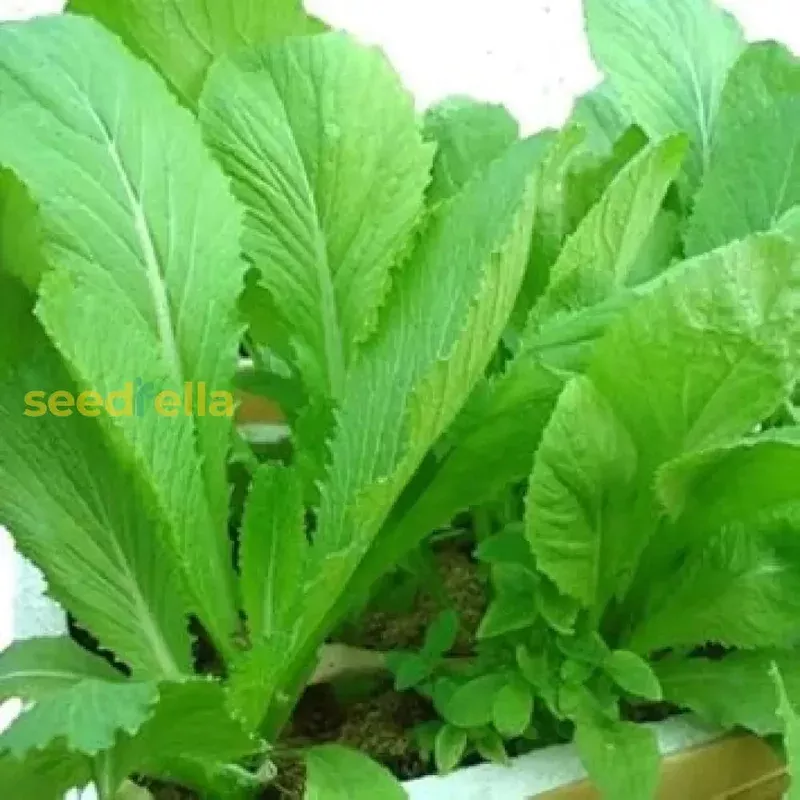chinese-mustard-seeds-planting Chinese Mustard Seeds for Planting