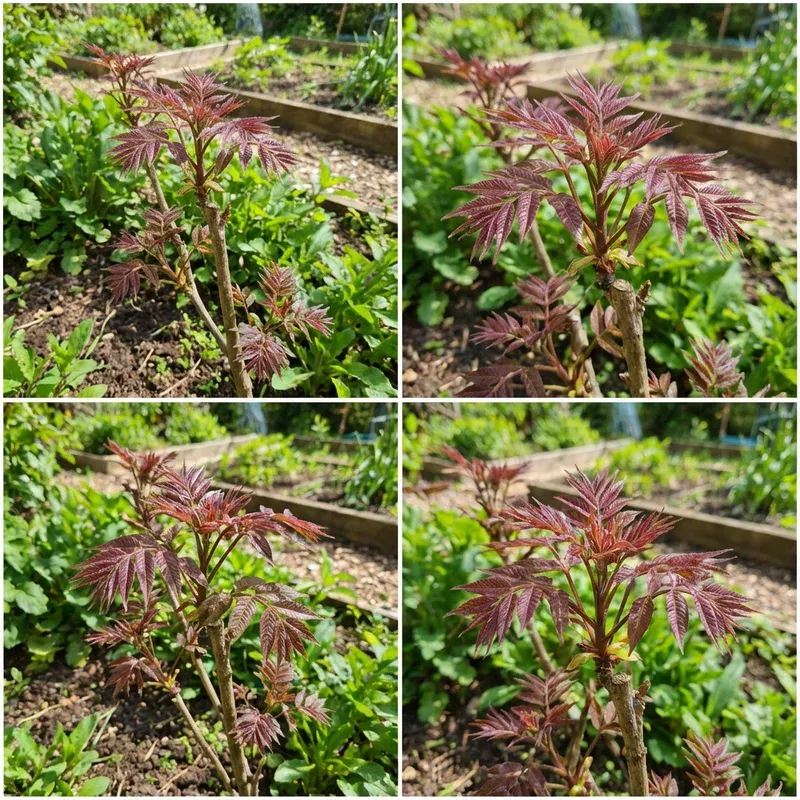 chinese-toon-toona-sinensis-vegetable-seeds Chinese Toon Toona Sinensis Vegetable Seeds