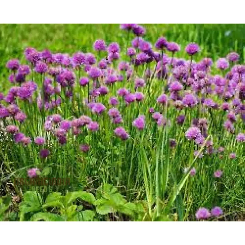 chive-seedspremium-quality-herb-seeds-fresh-home-garden-harvests Chive SeedsPremium Quality Herb Seeds for Fresh Home Garden Harvests