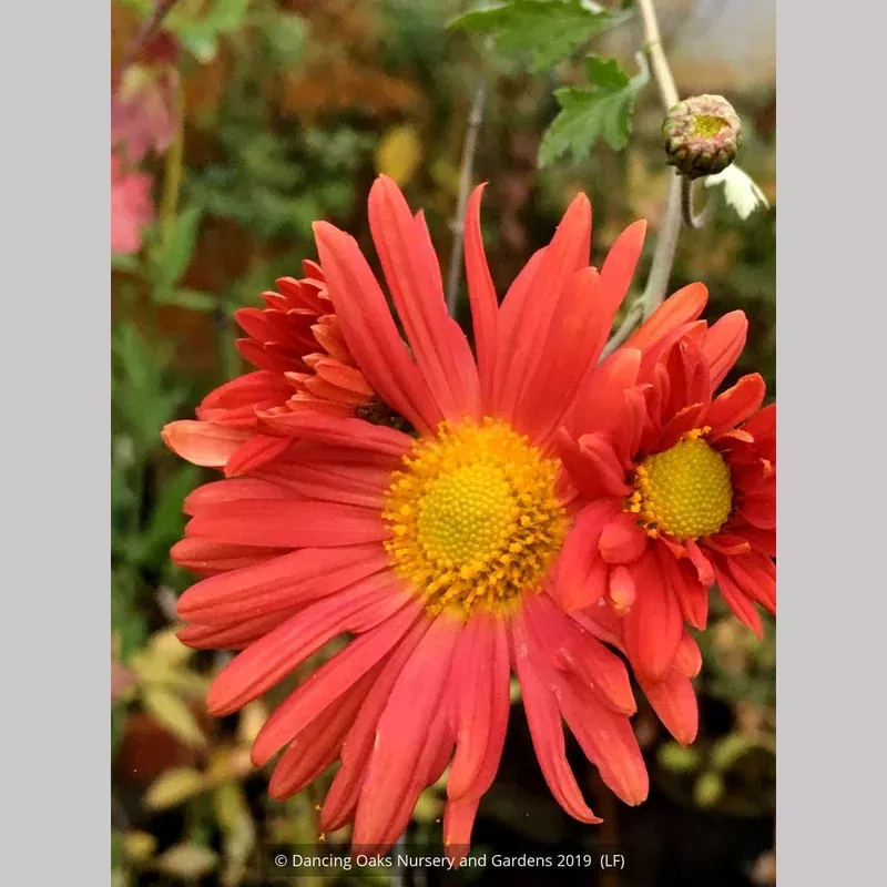 chrysanthemum-cathy-s-rust Chrysanthemum ‘Cathy’s Rust’