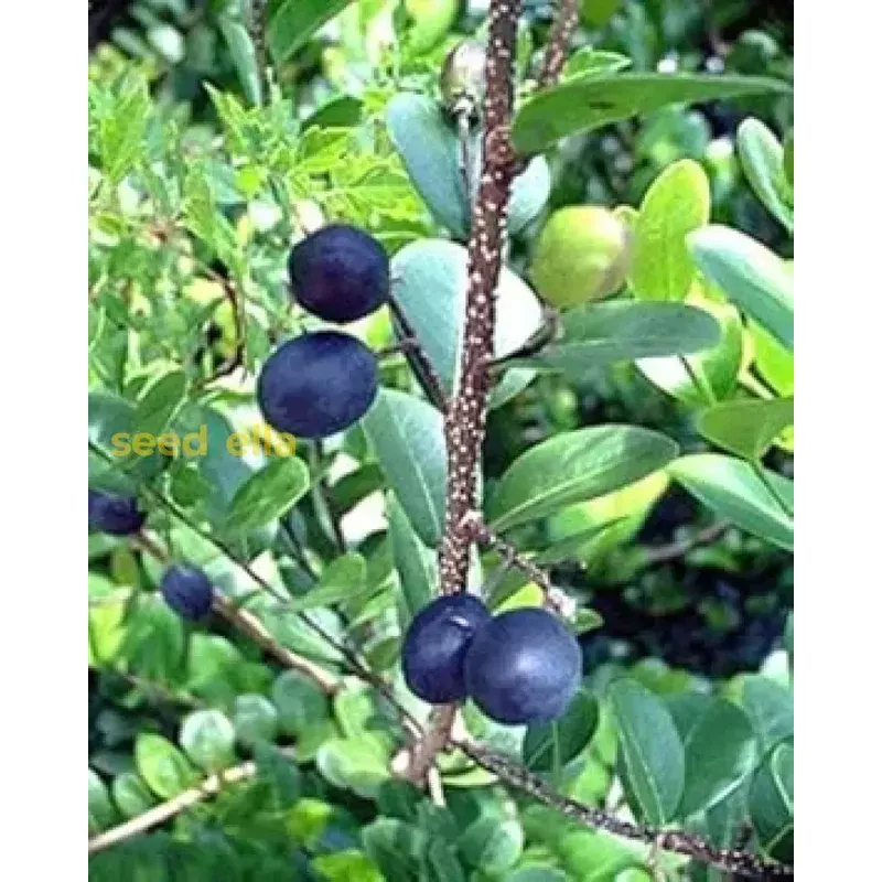 chrysobalanus-icaco-seeds-planting-grow-edible-black-fruit-plants Chrysobalanus Icaco Seeds for Planting – Grow Edible Black Fruit Plants