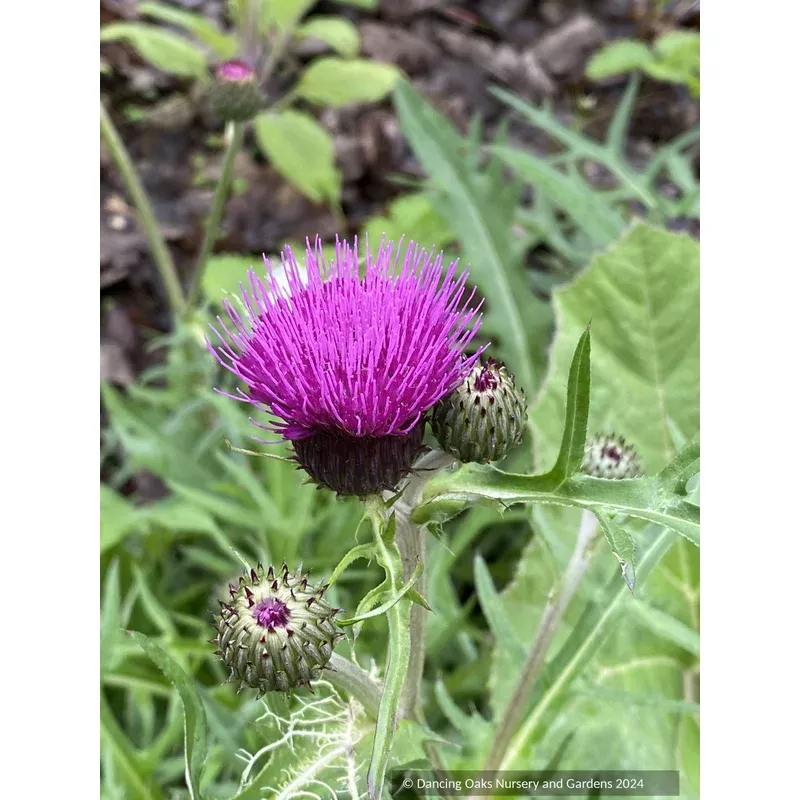 cirsium-rivulare-trevor-s-blue-wonder-giant-thistle Cirsium rivulare ‘Trevor’s Blue Wonder’ Giant Thistle
