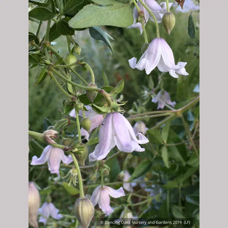 clematis-campaniflora-bellflower-clematis Clematis campaniflora Bellflower Clematis