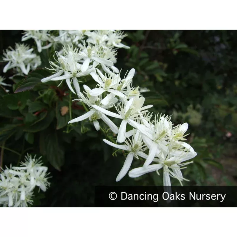 clematis-flammula-fragrant-virgin-s-bower Clematis flammula Fragrant Virgin’s Bower
