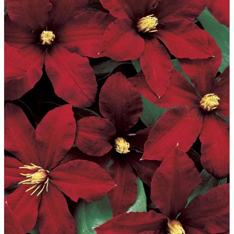 Clematis Niobe #1