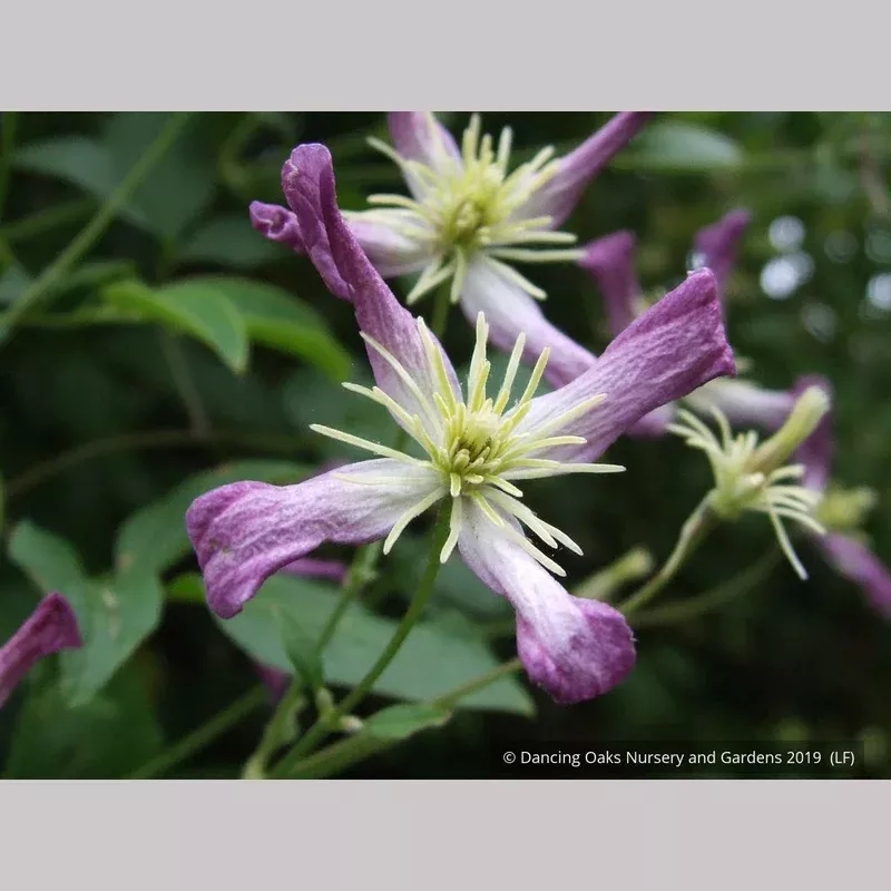 clematis-x-triternata-rubromarginata Clematis x triternata ‘Rubromarginata’