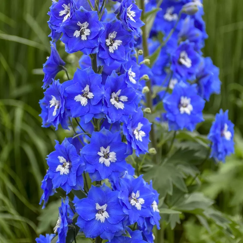 cobalt-dreams-hybrid-bee-delphinium ‘Cobalt Dreams’ Hybrid Bee Delphinium