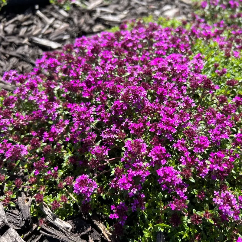 coccineus-red-creeping-thyme-thymus ‘Coccineus’ Red Creeping Thyme (Thymus)