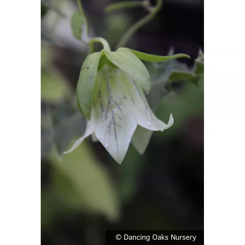 Codonopsis tangshen (syn. Codonopsis pilosula ssp. tangshen) Climbing Bellflower