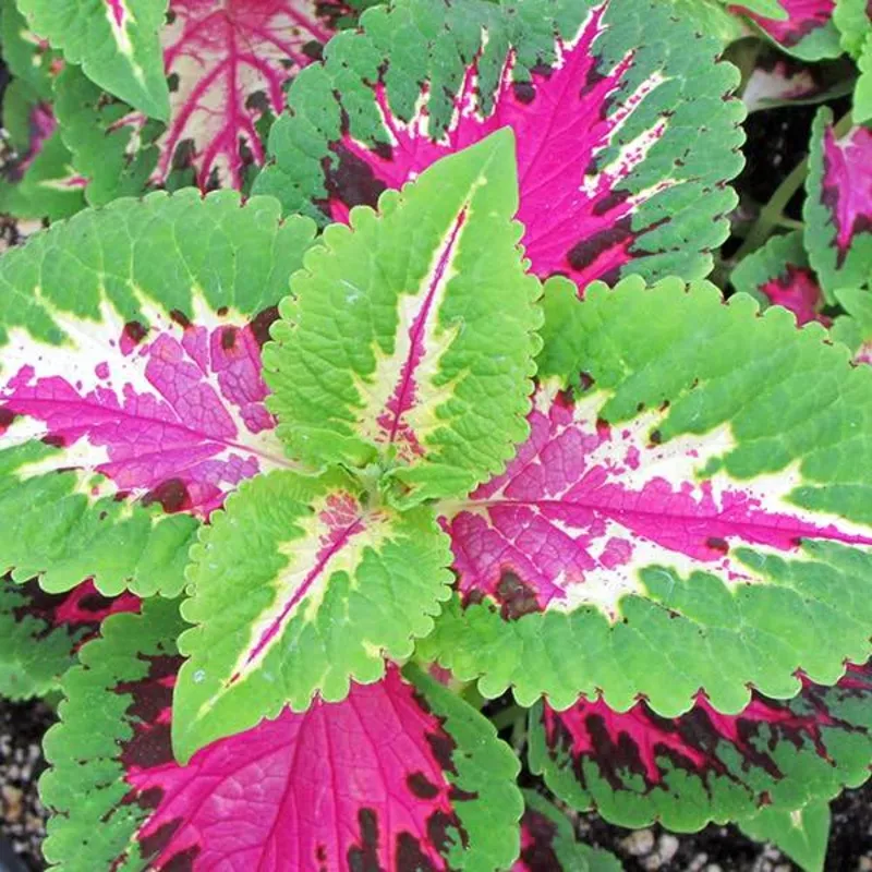 coleus-wizard-rose-perennial-solenostemon-20-seeds Coleus Wizard Rose – Perennial – Solenostemon – 20 Seeds