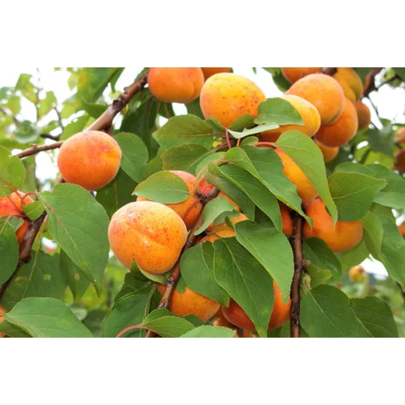 common-apricot-tree-prunus-armeniaca-white-pink-flower-fruit-tree-seeds Common Apricot Tree (Prunus Armeniaca) White & Pink Flower Fruit Tree Seeds
