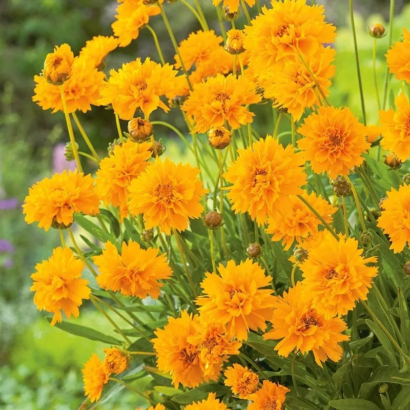 coreopsis-early-sunrise-flower-plants Coreopsis Early Sunrise Flower Plants