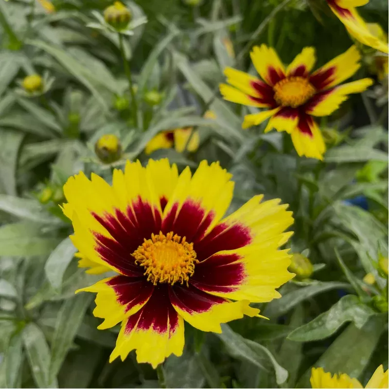coreopsis-super-star COREOPSIS SUPER STAR