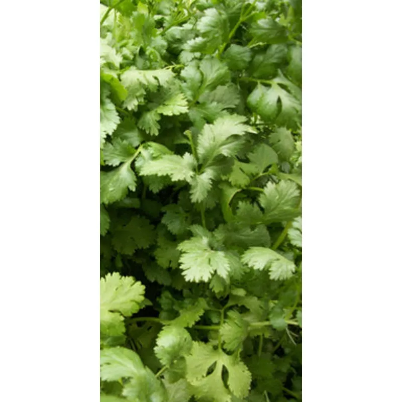 coriander-20cm-pot CORIANDER 20CM POT