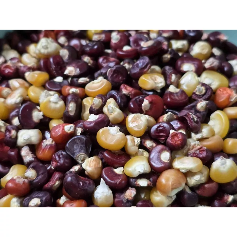 Corn Seeds – Flint – Cascade Ruby-Gold