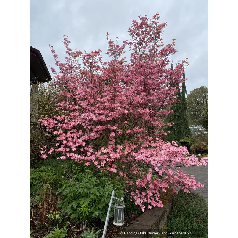 cornus-florida-cherokee-sunset-variegated-dogwood-no-shipping-fl Cornus florida ‘Cherokee Sunset’ Variegated Dogwood No shipping FL