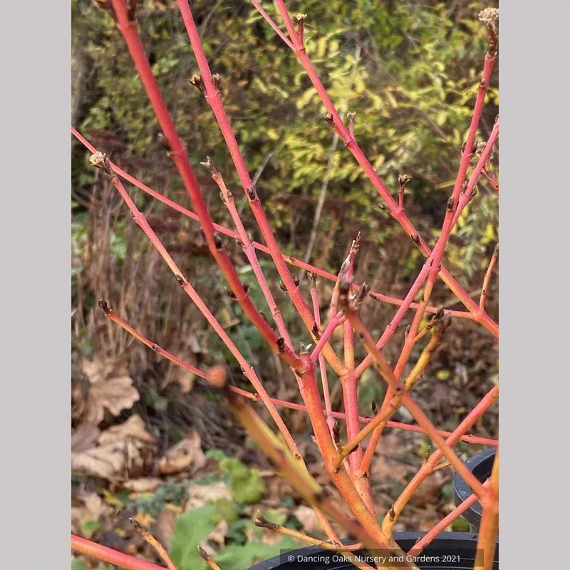 cornus-sanguinea-midwinter-fire-no-shipping-fl Cornus sanguinea ‘Midwinter Fire’ No shipping FL