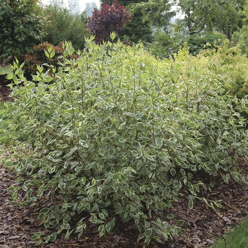 cornus-sgt-pepper-dogwood Cornus Sgt. Pepper Dogwood