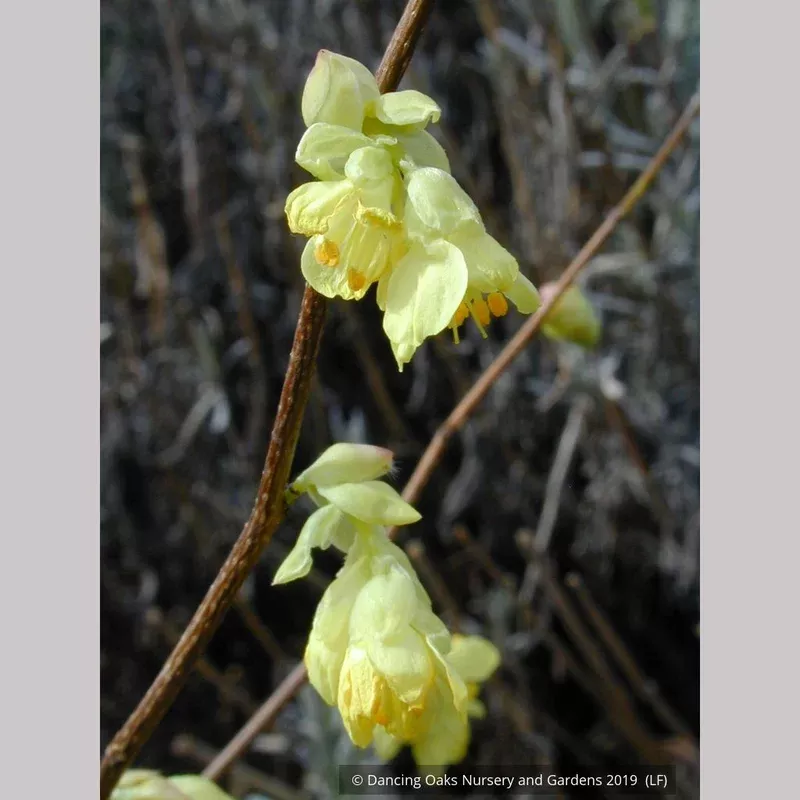 corylopsis-pauciflora-buttercup-winter-hazel Corylopsis pauciflora Buttercup Winter Hazel