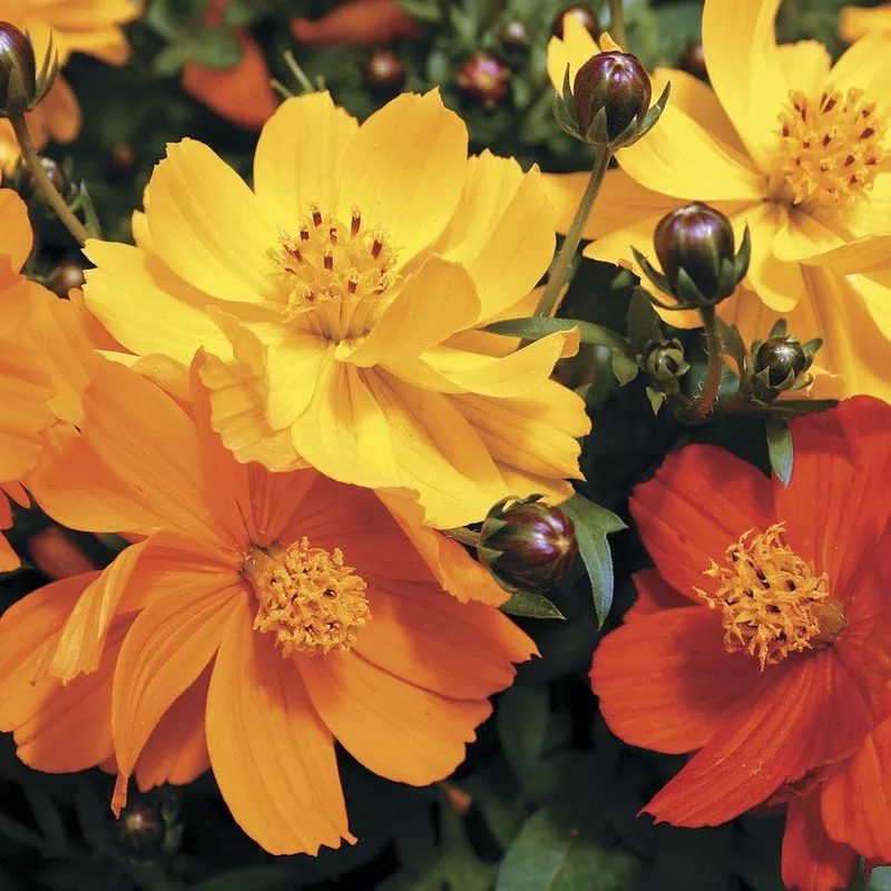 Cosmic Mix Cosmos Seeds
